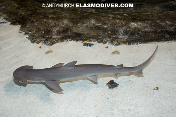 Bonnethead Shark