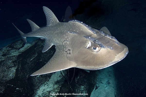 Bowmouth Guitarfish