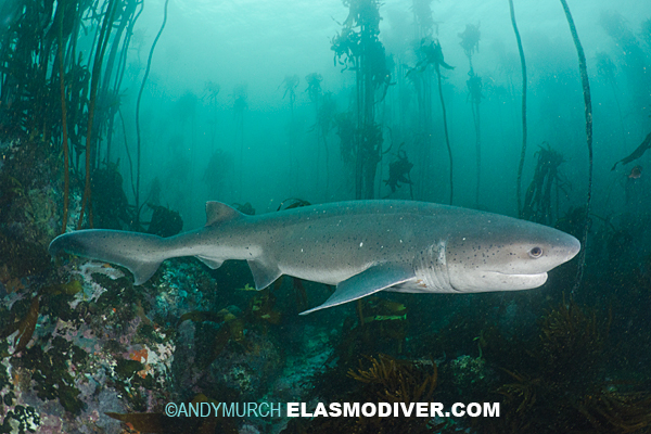 Broadnose Sevengill Shark