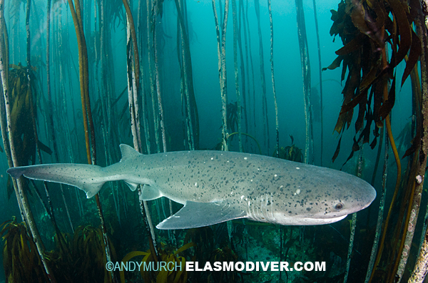 Sevengill in Bamboo Kelp in False Bay, South Africa.