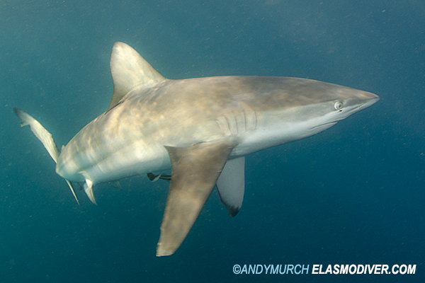 Bronze Whaler Shark