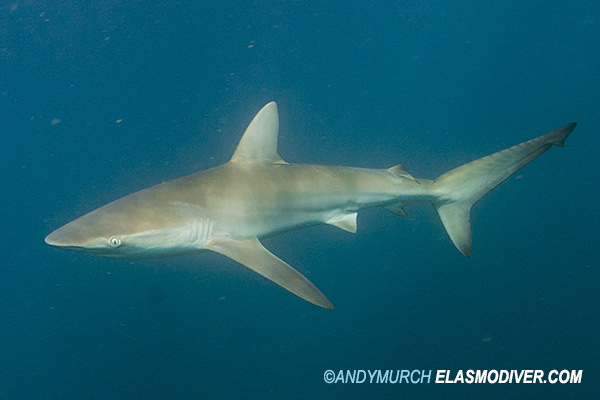 Bronze_Whaler_Shark_007.jpg