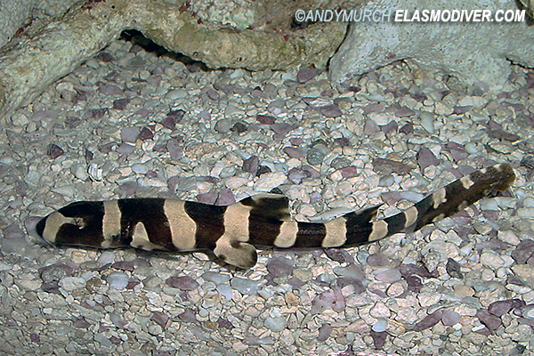 Brownbanded Bamboo Shark Juvenile