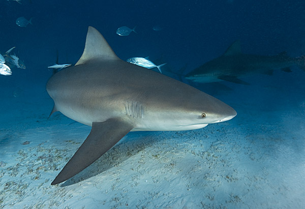 BullShark010.jpg