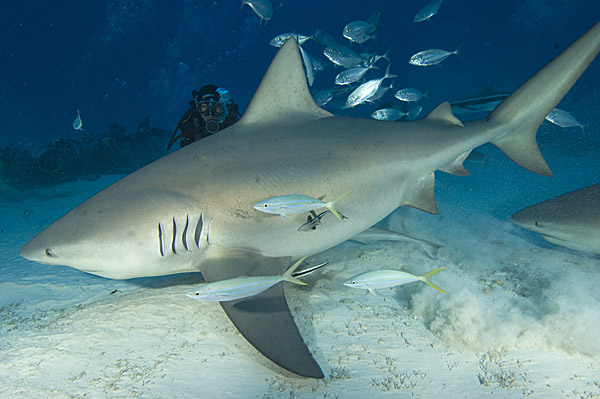 Pictures Of Bull Shark - Free Bull Shark pictures 