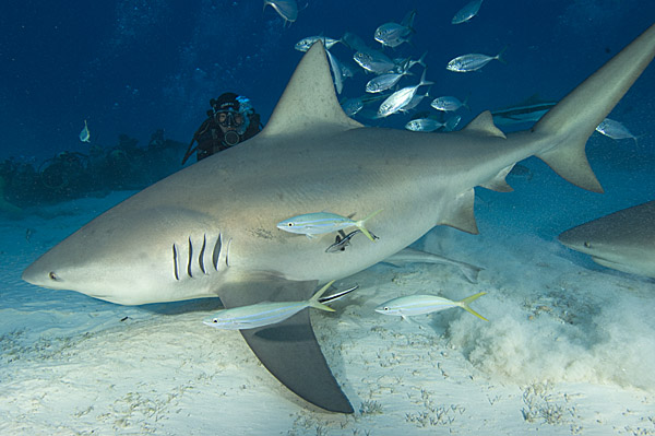 Bull shark