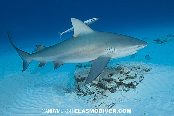 Pictures Of Bull Shark - Free Bull Shark pictures 