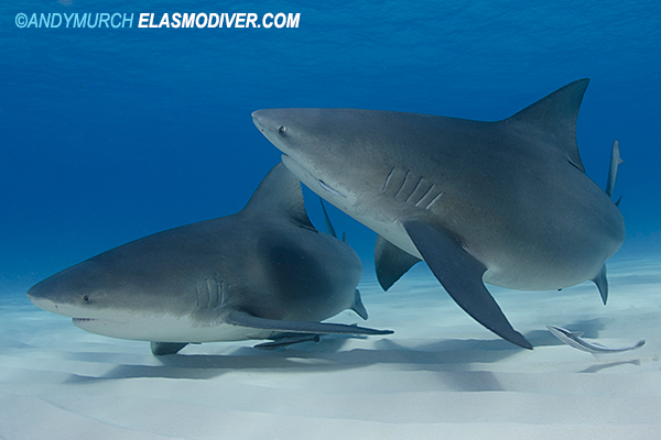 bull sharks on bimini island