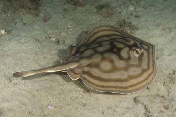 Bullseye Stingray