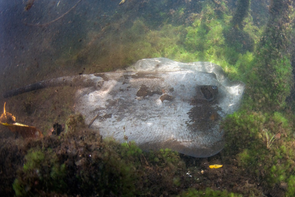 Chupare stingray or Caribbean whiptail stingray