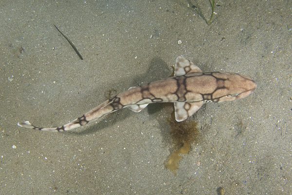 Chain catshark