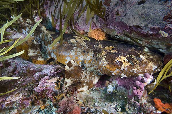 Cobbler Wobbegong