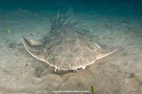 Common Angel Shark