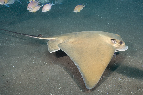 Common Eagle Ray picture