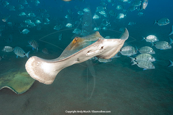 Common Stingray Dasyatis pastinaca