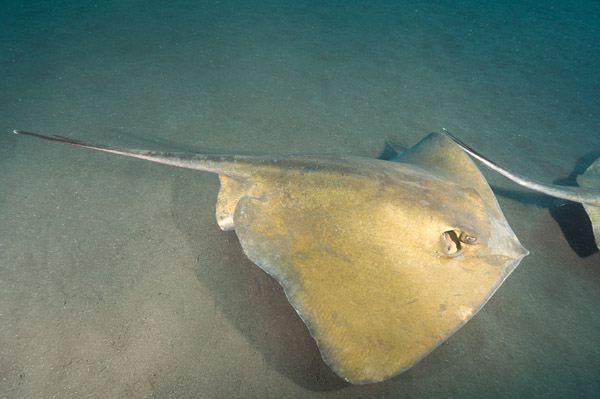 Common Stingray Dasyatis pastinaca