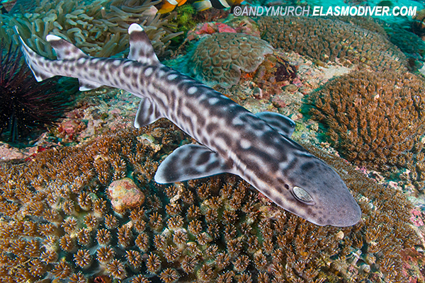 Coral Catshark Atelomycterus marmoratus