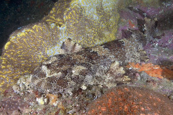 Dwarf Ornate Wobbegong Shark Picture