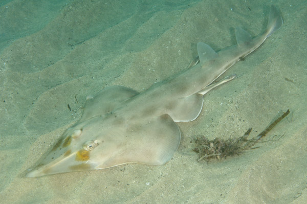 Eastern Shovelnose Shark