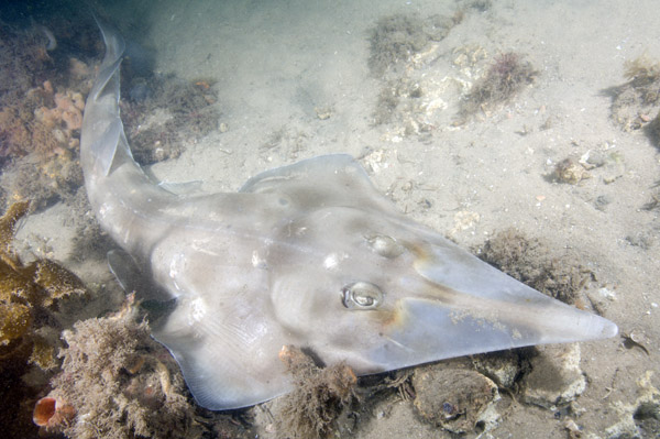 Eastern Shovelnose Ray