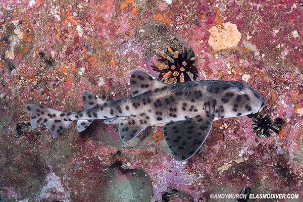 Galapagos Bullhead Shark. Heterodontus quoyi