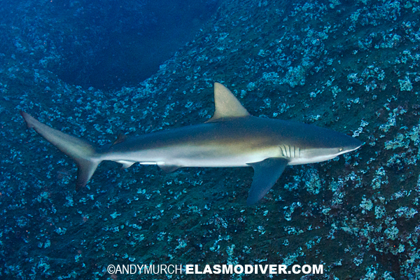 Galapagos Shark