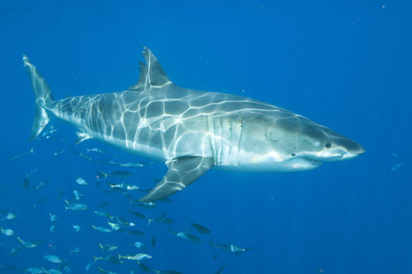 Great-White-Shark-013.jpg