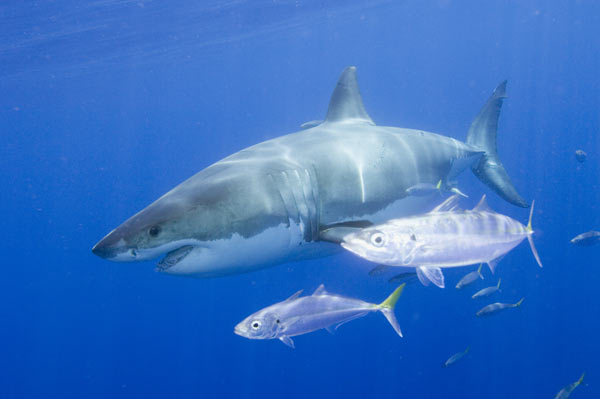 Great-White-Shark-017.jpg