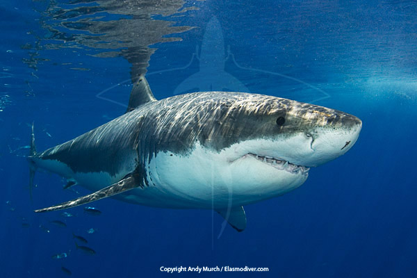 Great White Shark