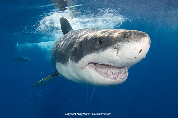 GreatWhiteShark210.jpg