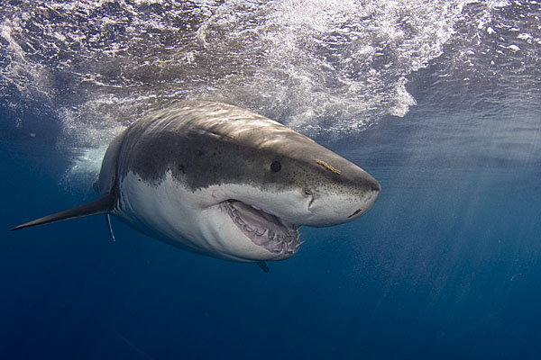 Global Concern, Bali Government Urged To Save Depleting Shark Population