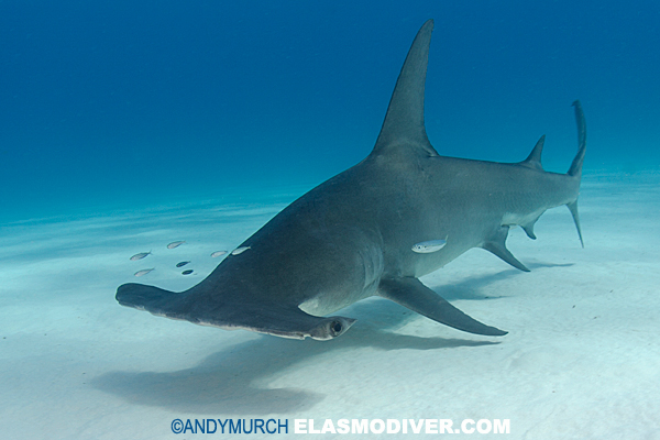 Great Hammerhead Shark