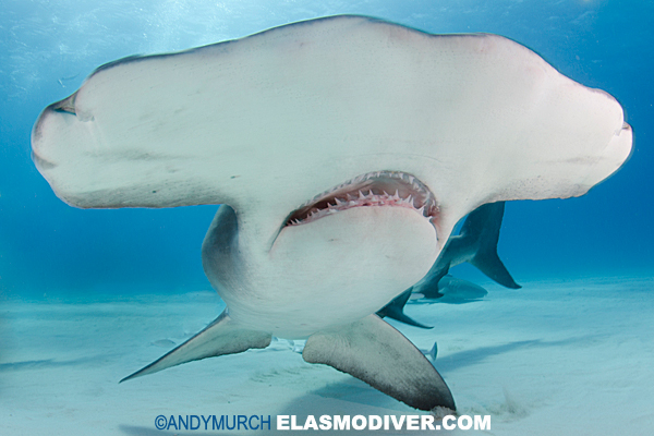 Massive hammerhead shark