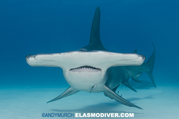 bimini great hammerhead diving