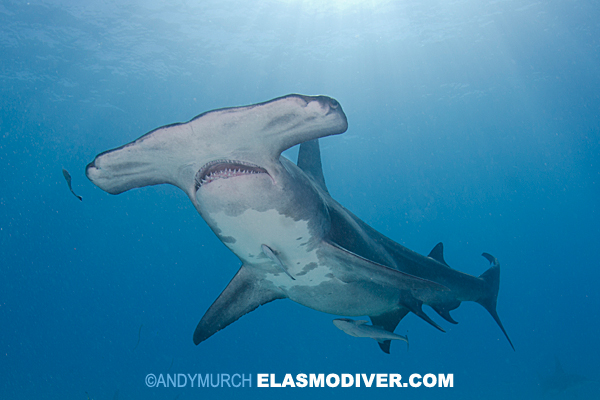 A large hammerhead