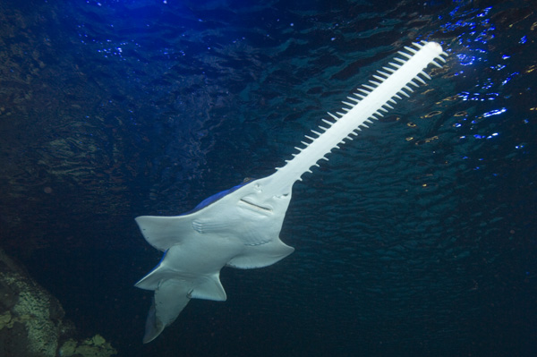 green sawfish