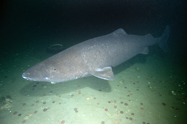 http://www.elasmodiver.com/Sharkive%20images/Greenland%20Shark%20005.jpg