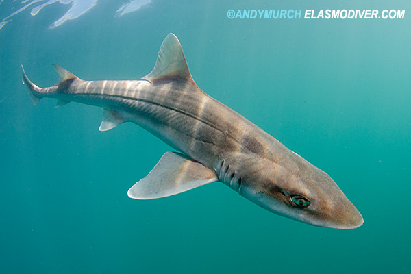 Grey smoothhound shark