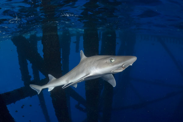 Gulf ofMexico Smoothhound Shark