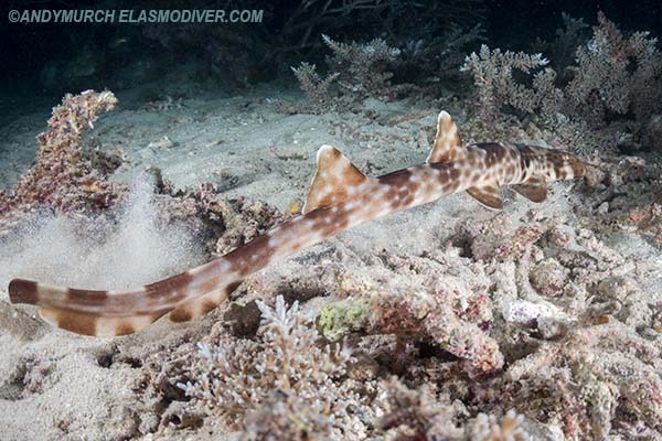 halmahera walking shark