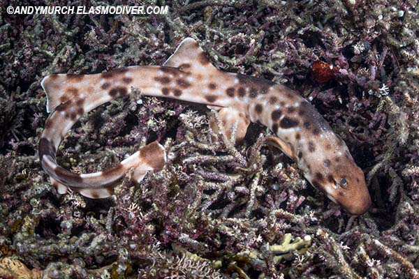 halmahera epaulette shark walking on the reef.