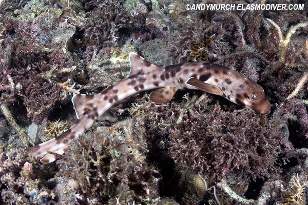 Hemiscyllium halmahera epaulette shark