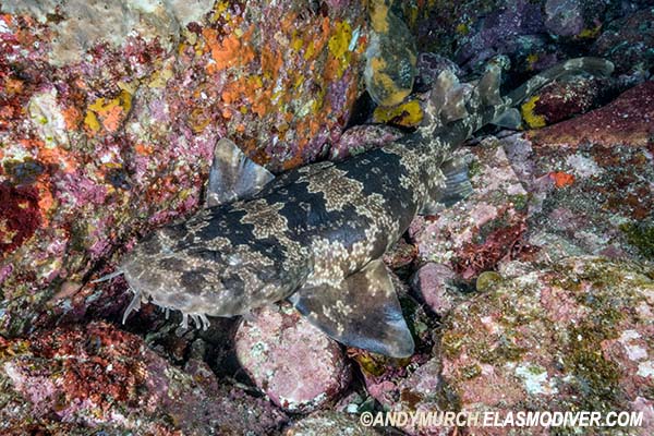 Japanese wobbegong - Orectolobus japanicus