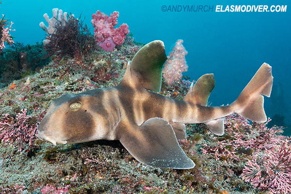 Japanese bullhead shark