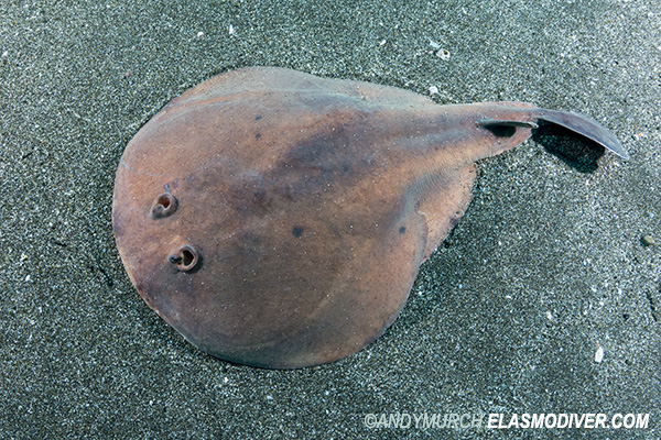 Japanese sleeper ray