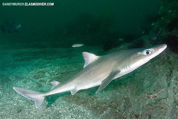 Japanese spurdog Squalus japonicus