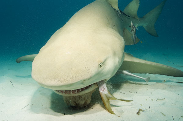 http://www.elasmodiver.com/Sharkive%20images/Lemon-shark-(53).jpg