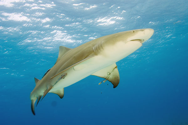 lemon shark clipart - photo #44