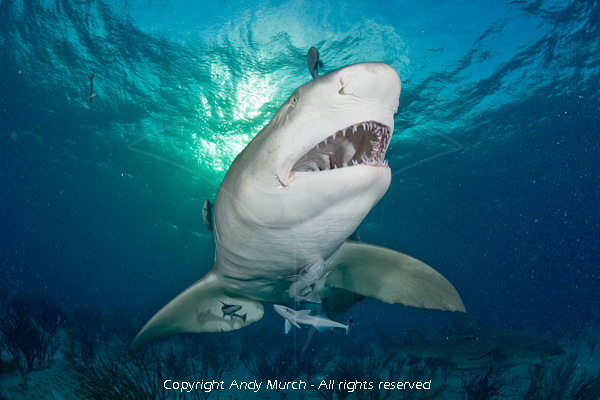 Lemon shark print