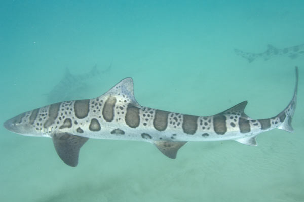 Leopard-Shark-008.jpg